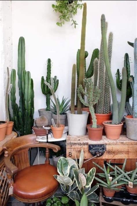 Ideas para decorar con cactus y suculentas porqué usar cactus Arkihome