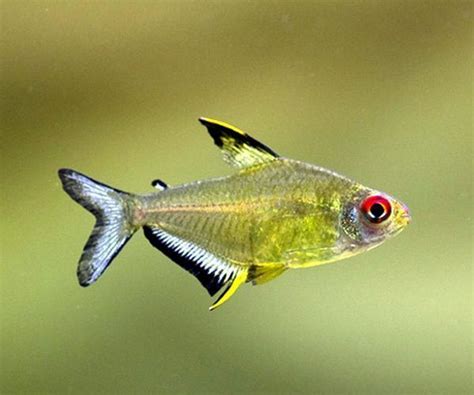 Royal Purple King Tropical Tetra | Arizona Aquatic Gardens