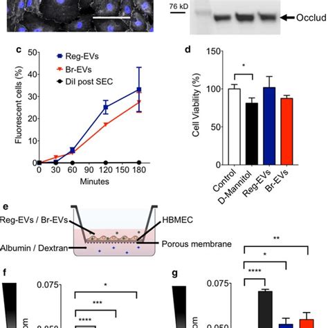 Uptake Of Cancer Cell Derived Reg Evs And Br Evs In Human Thp 1 Download Scientific Diagram