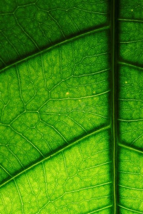 Big tropical leaf stock image. Image of textures, planta - 100005503