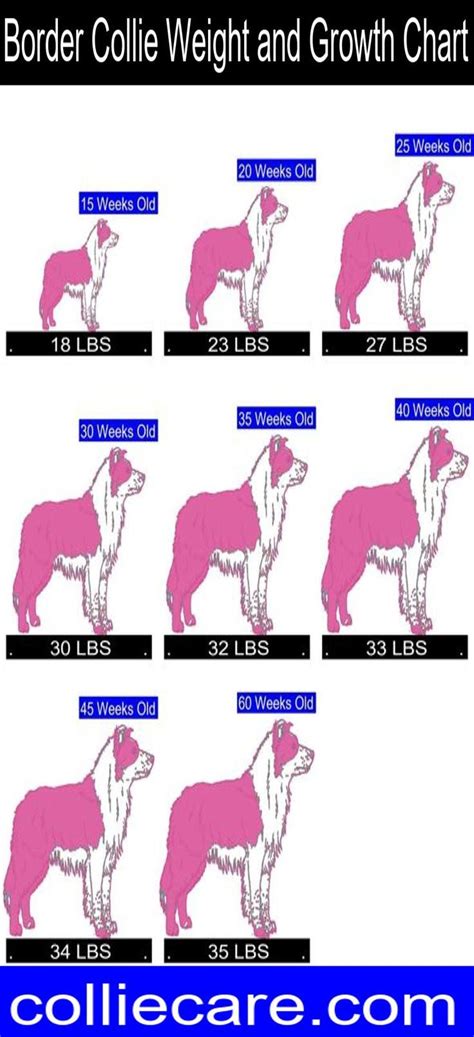 Border Collie Growth Chart