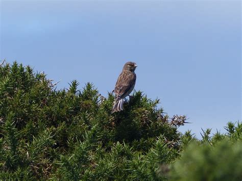 Linnet Juvenile Lundy Uk Huo Luobin Flickr