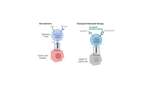 Immune Checkpoint Therapy Biorender Science Templates