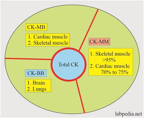 Cardiac marker:- Part 2 - CK-MB (Cardiac Enzyme) - Labpedia.net