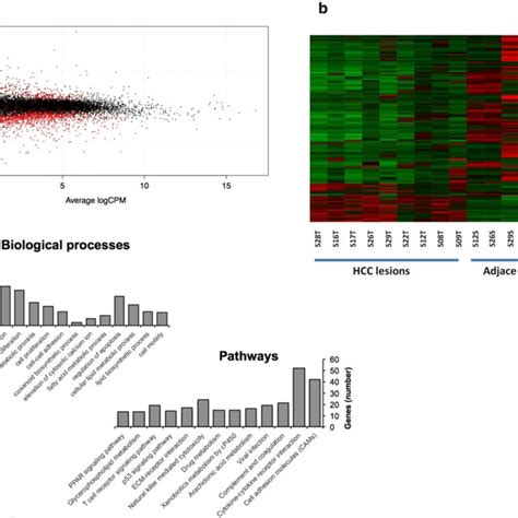 Gene Expression Analysis Of Ncv Related Hcc Samples Differential