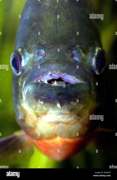 Dpa Una curva roja piraña Serrasalmus Nattereri o Pygocentrus