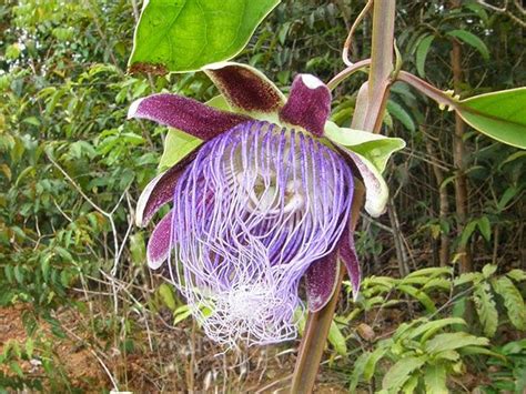 Passiflora Lonilamentosa Rainforest Plants Rainforest Flowers Jungle Flowers