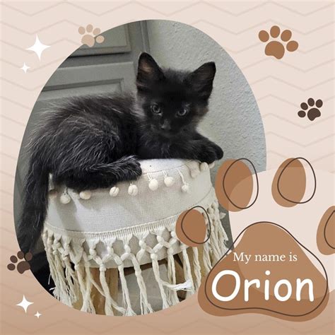 Orion Feral Friends Community Cat Alliance