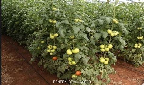 TOMATE CEPEA Em função da menor oferta cotações seguem em alta nos