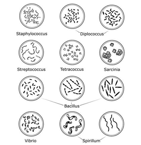 Gram Negative Bacteria Shape