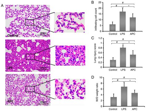 Effect Of Apc On Lps Induced Acute Lung Injury A Representative