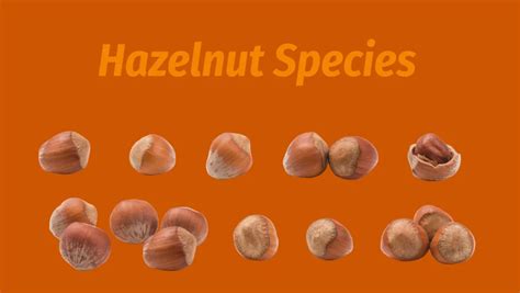 The World Of Hazelnuts Archives Nut Geeks