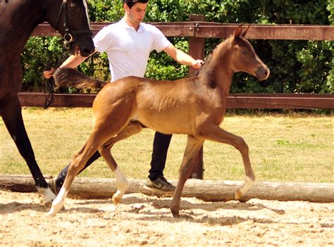 Trakehner Prämienstute Grace Jones von Millenium u d Prämienstute