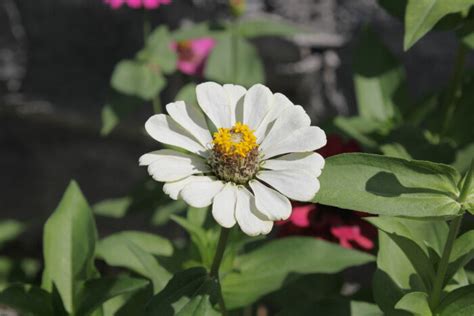 Zinnia Flower Meaning - Flower Meaning