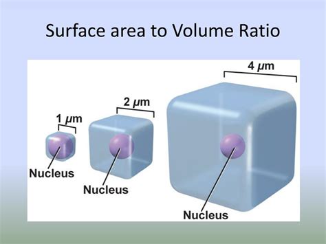 PPT Cell Growth And Reproduction Mitosis And Meiosis PowerPoint