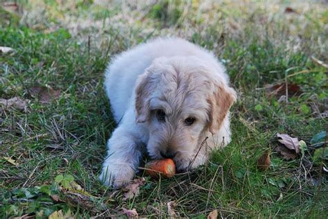 6 Ways Turmeric Can Benefit Your Dog's Health