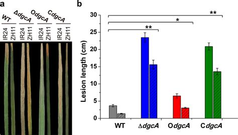 In Planta virulence test of WT ΔdgcA OdgcA and CdgcA strains a