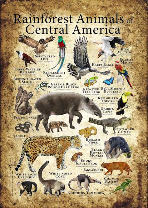 Rainforest Animals of Central America Poster Print