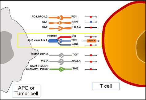 Pdf Immune Checkpoint Inhibitors In Renal Cell Carcinoma Molecular