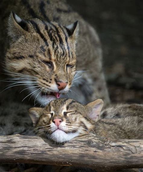 Update Fishing Cat Kittens Play Till Theyre Tuckered Out At