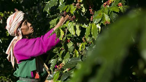 From top to tail: How elephant-dung coffee is made