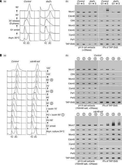 Cdc48 And A Ubiquitin Ligase Drive Disassembly Of The CMG Helicase At