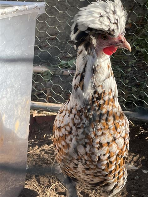 Anyone have chickens in HOA homes? How do you keep them low-key? Asking