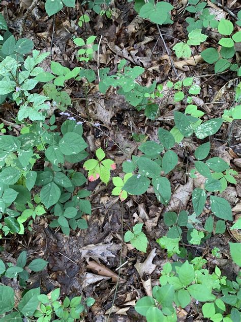 Naked Flowered Tick Trefoil From Cortlandt Manor NY US On August 18