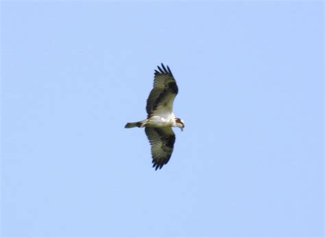 Osprey from Laguna de Jucutuma San Pedro Sula Cortés on February 01