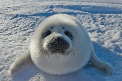 Laminated Baby Arctic Seal In Canada Photo Photograph Seal Posters of ...