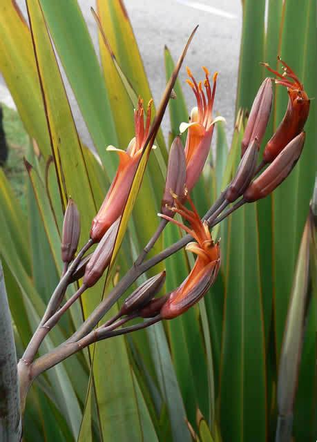 New Zealand Flax Harakeke Flax Of Nz · Inaturalist Nz