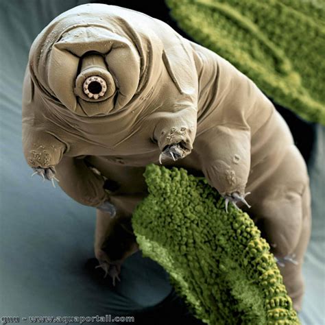 Tardigrade Définition Et Explications