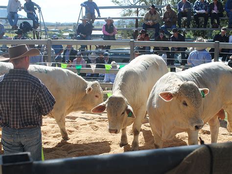 About Wellcamp Stud Charbray Cattle Breeding