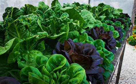 How To Grow Hydroponic Lettuce Step By Step Guide Growee