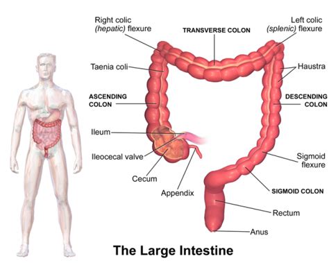 Understanding IBS Pain Types - Hollywood Homestead