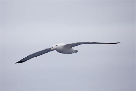 Albatros hurleur – Le monde de Kergo