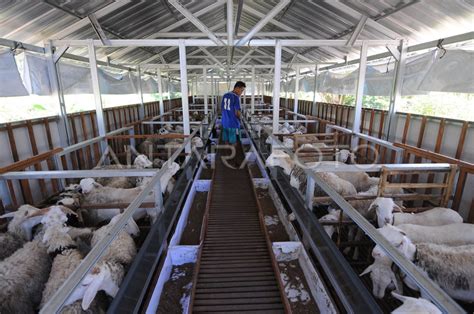 Kandang Modern Peternakan Kambing Antara Foto