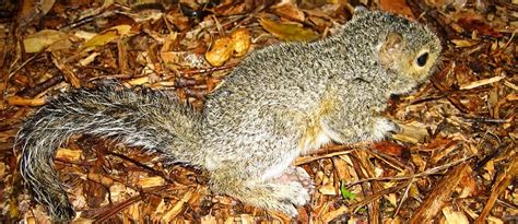 Squirrel Nests How They Are Built And Where