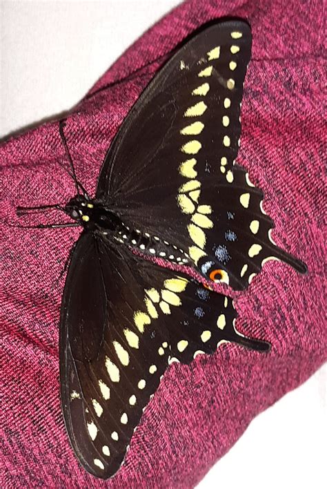 Identifying Two Common Garden Caterpillars | New Jersey Audubon