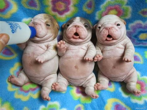 Cute English Bulldog Puppies Babies Newborn A Cute Baby