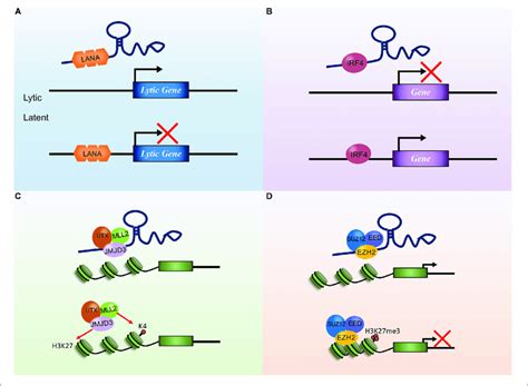 The Mechanisms Of Kaposi S Sarcoma Associated Herpesvirus Kshv