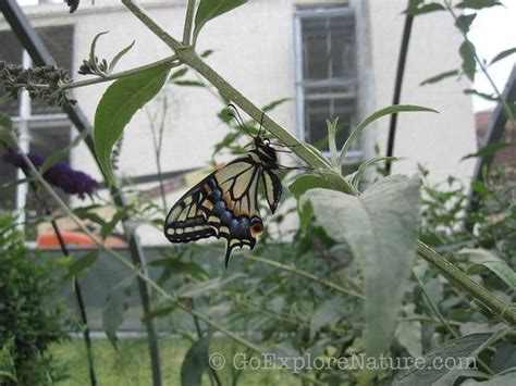 Butterfly Pavilion at the Natural History Museum of Los Angeles ...