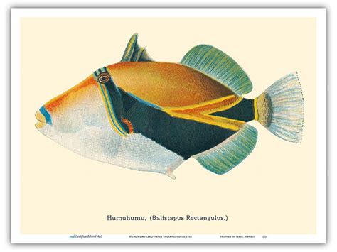 Humuhumunukunukuapua’a (Balistapus Rectangulus) - Hawaiian Reef Triggerfish - from Fishes of ...