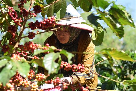 Ini Negara Penghasil Kopi Terbesar Di Dunia Indonesia Nomor Berapa