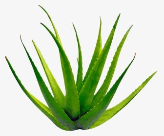 Aloe Vera Planta Png Transparent Png Transparent Png Image PNGitem