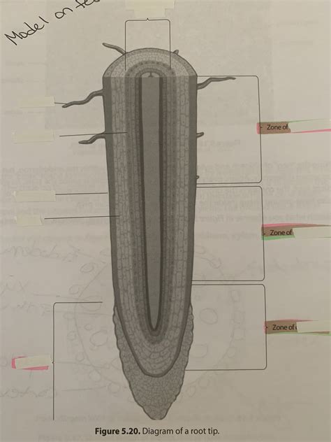 BIOL LAB FINAL PRACTICAL Diagram Quizlet