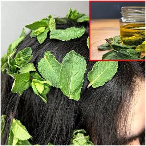 Boost Your Hair Growth With Mint Oil Dr Barbarba Health