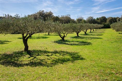 Field Of Olive Trees Stock Image Image Of Natural Holidays