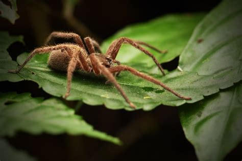 "Wandering Spider" Images – Browse 228 Stock Photos, Vectors, and Video ...