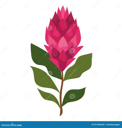 South Africa King Protea Foliage Stock Illustration - Illustration of branch, foliage: 297485404